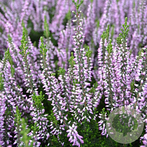 Calluna vulgaris 'Hilda' 15-20 cm C1.2