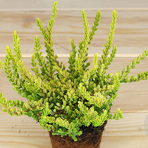 Calluna vulgaris 'Zeta' 15-20 cm C1.2