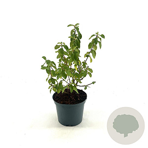 Ceanothus del. 'Gloire de Versaille 30-40 cm 2,0L