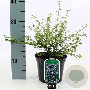 Ceanothus thyrsiflorus repens 25-30 cm 2,0L