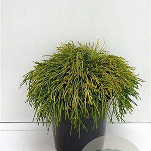 Chamaecyparis p. 'Sungold' 25-30 cm 3,5L