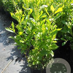 Clethra alnifolia 50-60 cm 3,0L