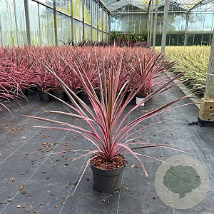 Cordyline aus. 'Southern Splendour' 60-70 cm 3,0L