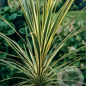 Cordyline aus. 'Torbay Dazzler' 80-100 cm 12L