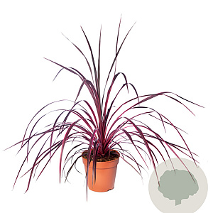 Cordyline Festival Raspberry 60-70 cm 3,0L
