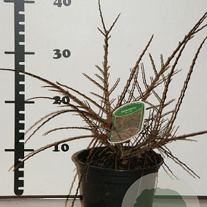 Cotoneaster horizontalis 25-30 cm 2,0L