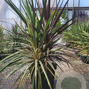 Cordyline obtecta 'Superstar' 70-80 cm 3,0L