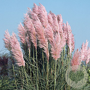 Cortaderia s. 'Pink Feather' 70-80 cm 6,5L
