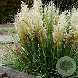 Cortaderia s. Tiny Pampa 60-70 cm 12L