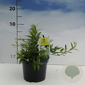 Deutzia gracilis 'Nikko' 20-30 cm 2,0L