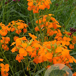 Erysimum Citrona Orange 20-25 cm C1.2