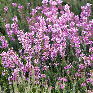 Erica cin. 'Sandpit Hill' GM P10,5