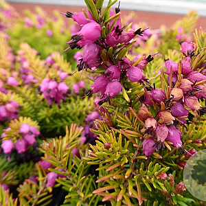 Erica darl. 'Eva Gold' GM P10,5