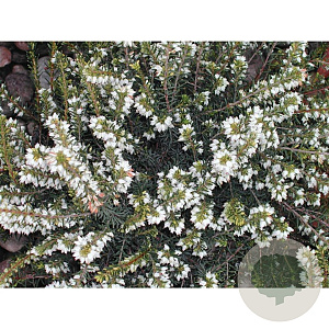 Erica darl. 'White Perfection' GM P10,5