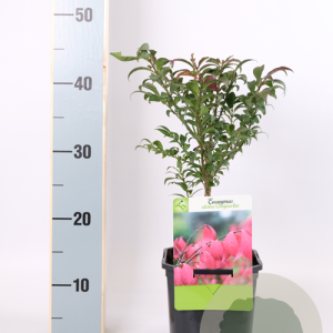 Euonymus alat. 'Compactus' 30-40 cm 2,0L