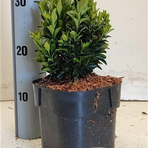 Euonymus jap. 'Green Spire' 15-20 cm 2,0L