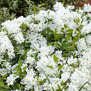Exochordra mactrantha 'The Bride' 40-50 cm 3,0L