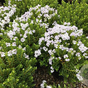 Hebe vernicosa 10-15 cm C1