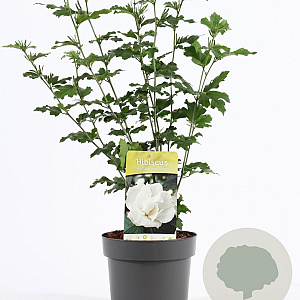 Hibiscus syr. 'Admiral Dewey' 40-50 cm 3,0L