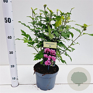 Hibiscus syr. 'Duc de Brabant' 40-50 cm 3,0L
