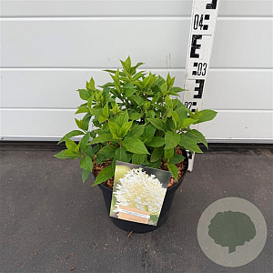Hydrangea pan. 'Limelight' 40-50 cm 5,0L