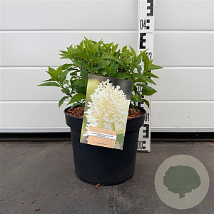 Hydrangea pan. 'Limelight' 40-50 cm 5,0L
