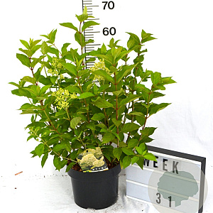 Hydrangea pan. 'Limelight' 40-50 cm 5,0L