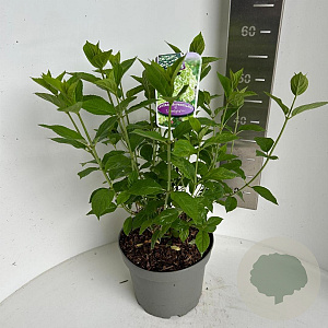 Hydrangea pan. 'Limelight' 40-50 cm 5,0L