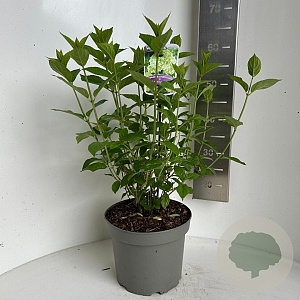 Hydrangea pan. 'Limelight' 40-50 cm 5,0L