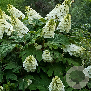 Hydrangea quercifolia 'Snow Giant' 30-40 cm 2,0L