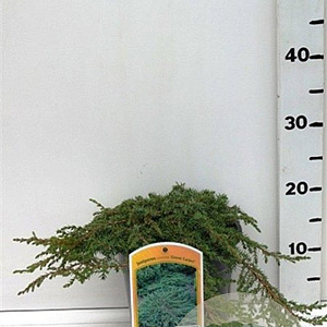 Juniperus comm. 'Green Carpet' 25-30 cm 3,5L