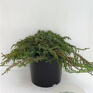 Juniperus comm. 'Green Carpet' 25-30 cm 3,5L