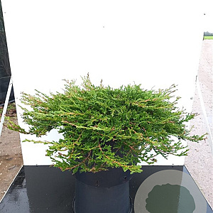 Juniperus horizontalis 'Prince of Wales' 20-25 cm 3,0L