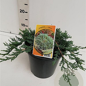 Juniperus h. 'Wiltonii' 25-30 cm 3,5L