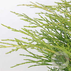 Juniperus media 'Old Gold' 25-30 cm 3,5L