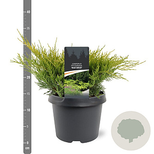 Juniperus media 'Old Gold' 25-30 cm 3,5L