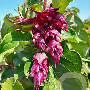 Leycesteria formosa 'Purple Rain' 60-70 cm 3,0L