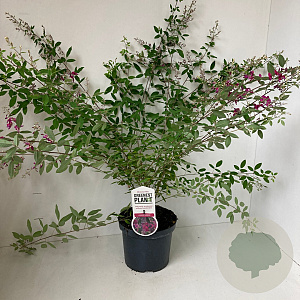 Lespedeza thunbergii 35-40 cm 3,0L