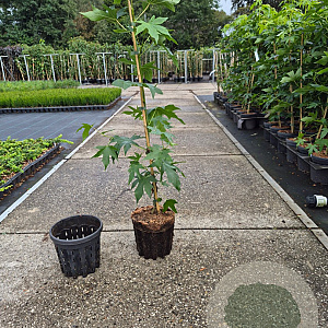 Liquidambar s. 'Worplesdon' 60-80 cm 3,0L