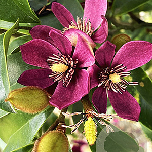 Magnolia figo 'Stellar Ruby' 60-70 cm 3,0L
