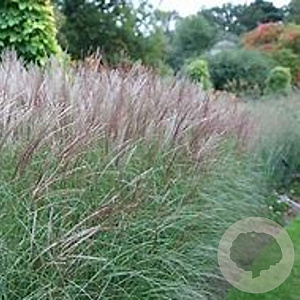 Miscanthus 'Kleine Silberspinne' 120-130 cm 6,5L