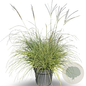 Miscanthus sin. 'Adagio' 80-100 cm 12L