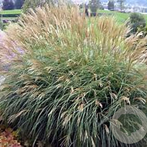 Miscanthus sin. 'Adagio' 80-90 cm 6,5L
