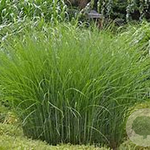 Miscanthus sin. 'Gracillimus' 80-100 cm 3,0L