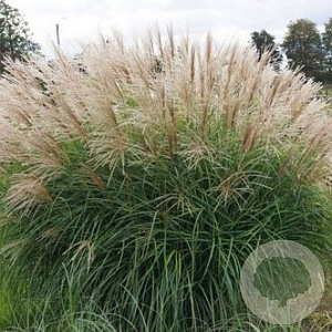 Miscanthus sin. 'Herman Mussel' 130-140 cm 6,5L