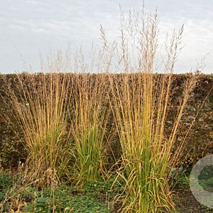 Molinia arundinacea 'Skyracer' 20-30 cm 2,0L
