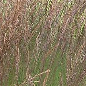 Molinia caerulea 'Edith Dudszus' 40-50 cm 2,0L