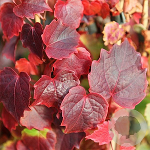 Parthenocissus tr. 'Veitchii' 70-80 cm 2,0L