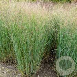 Panicum virgatum 'Heavy Metal' 50-60 cm 20L