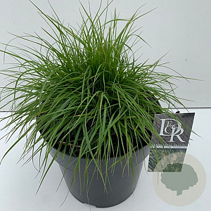 Pennisetum al. 'Hameln' 30-40 cm 12L